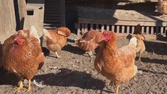 Bird flu outbreak devastating California farms