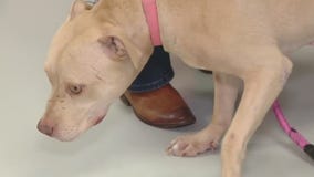 National Adopt-A-Pet Month in November