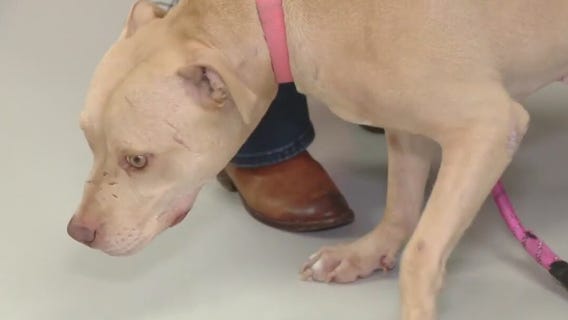 National Adopt-A-Pet Month in November