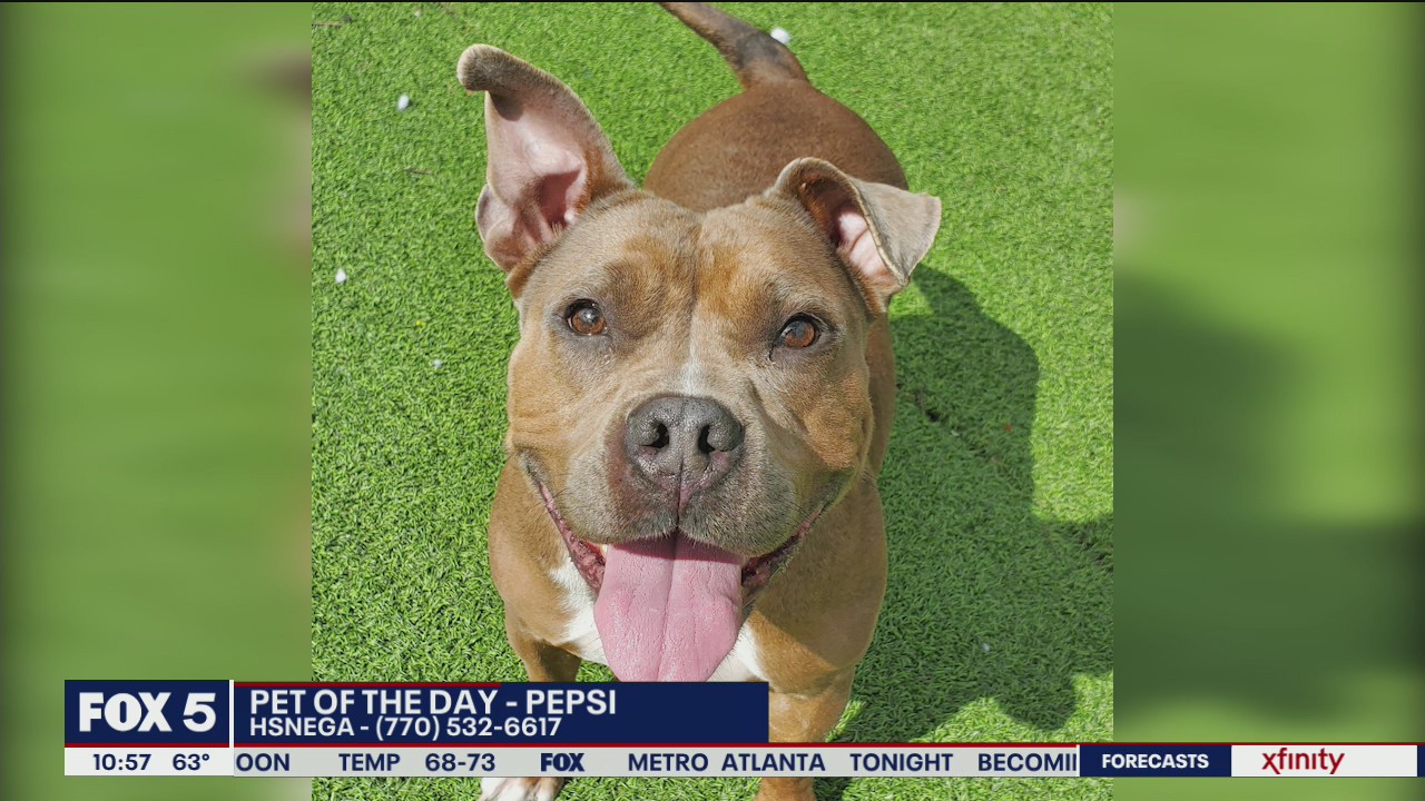 Pet of the Day with Humane Society of Northeast Georgia