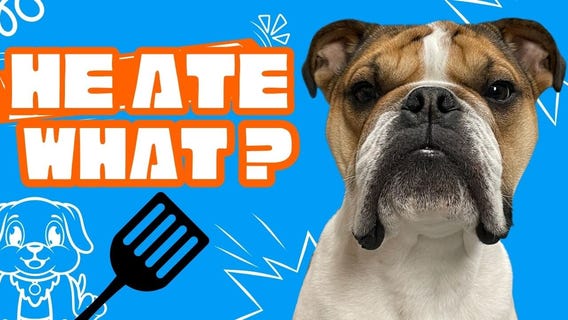 Will Pet Insurance cover that?