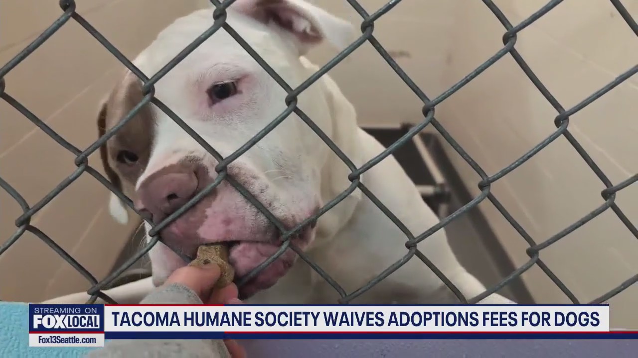 Tacoma Humane Society to waive adoption fees for dogs