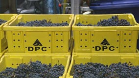 City Winery to process 2,000 pounds of grapes today to celebrate their 10th year of winemaking