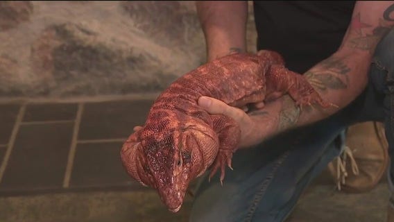 Meet 'Noodle,' a 13-foot Burmese Python