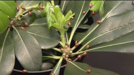 Thousands of ladybugs released at MOA