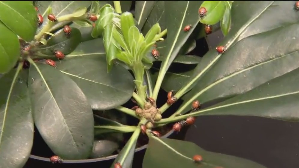 Thousands of ladybugs released at MOA