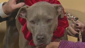 Pet of the Week: Rain
