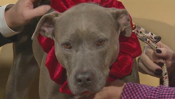 Pet of the Week: Rain