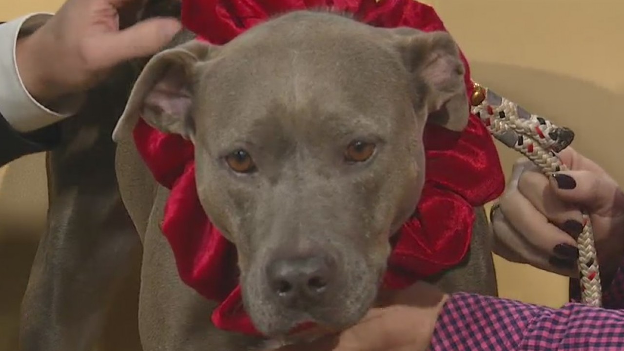Pet of the Week: Rain