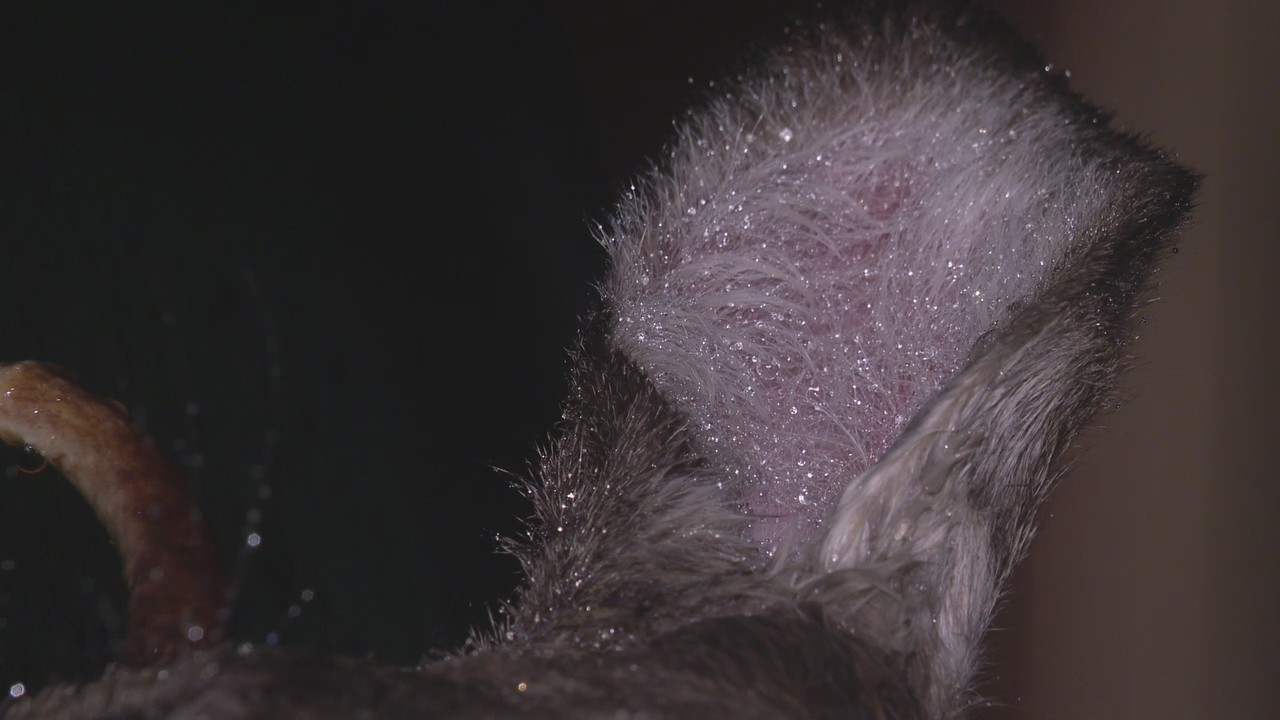 Decapitated deer head left outside scares neighbors in Eastpointe