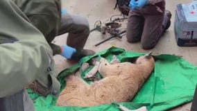 P-22 recovering after capture in LA