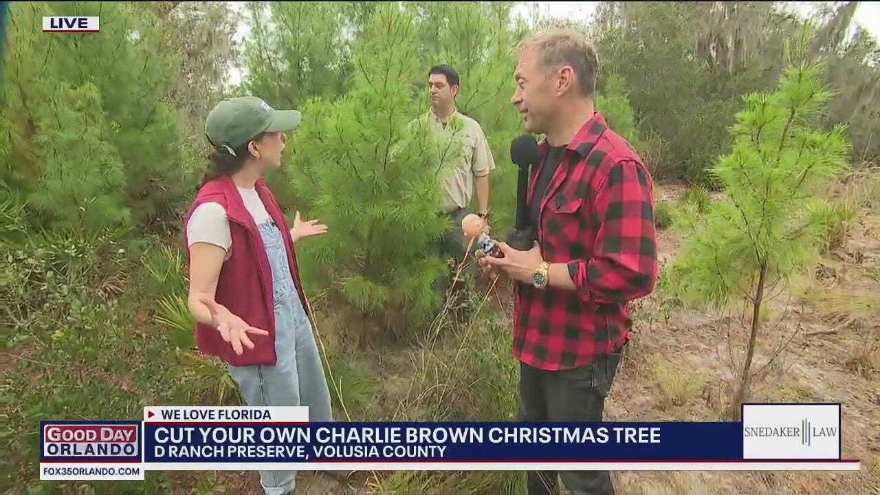 Cut your own Charlie Brown Christmas Tree
