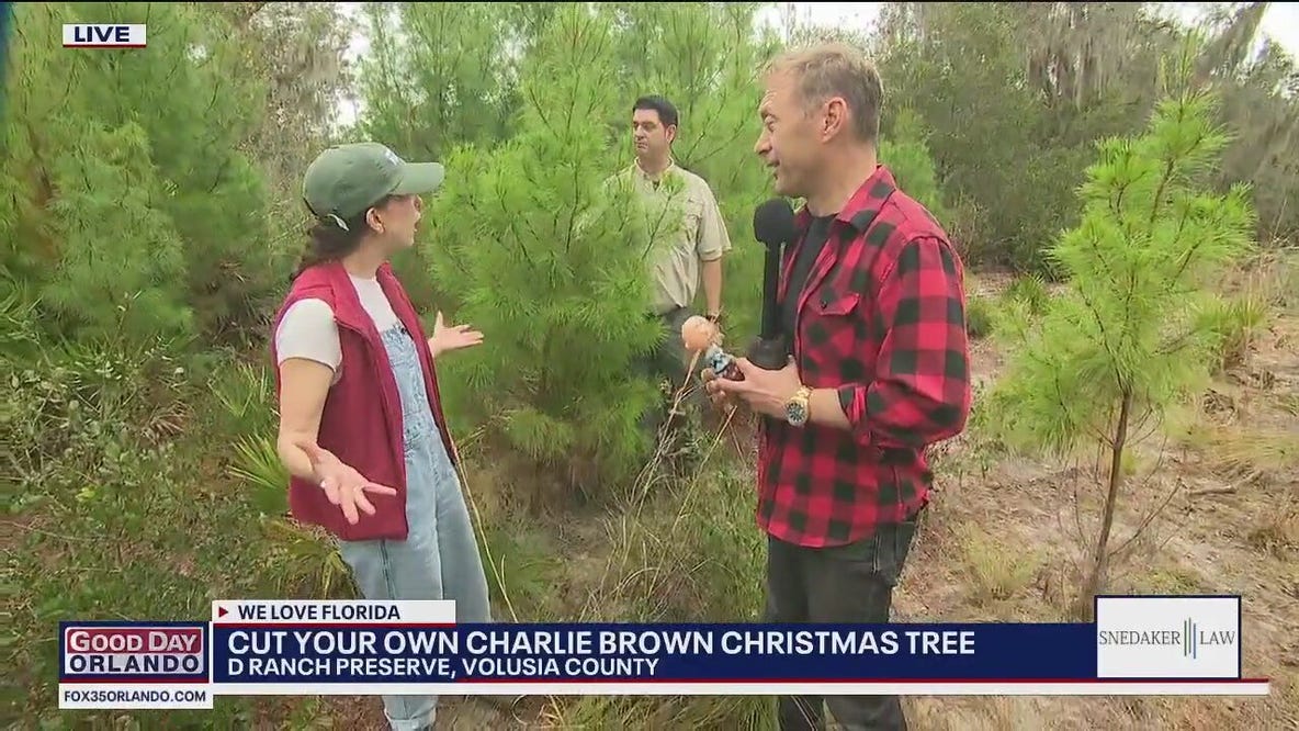 Cut your own Charlie Brown Christmas Tree