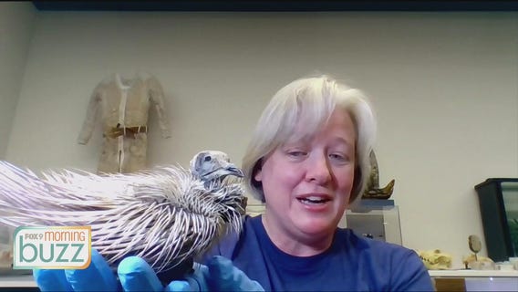 Get into the Halloween spirit with skulls and flesh-eating beetles at the Bell Museum