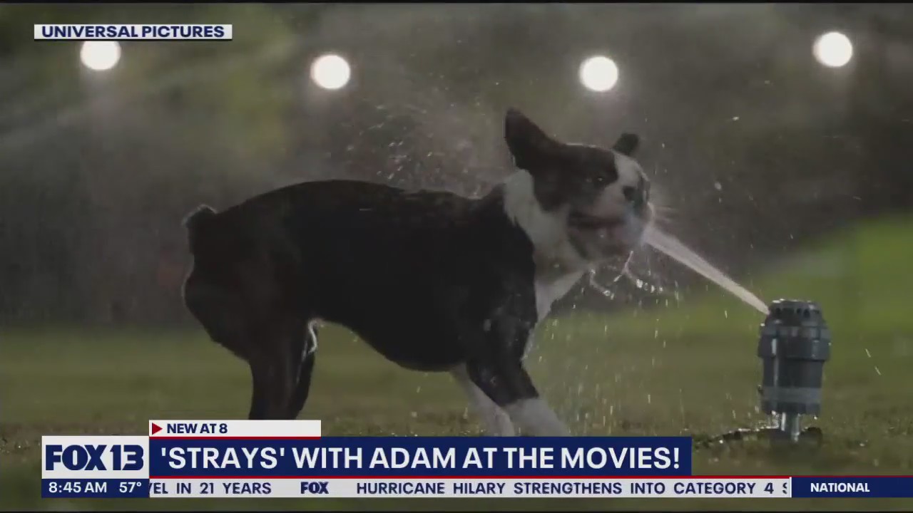 Adam at the Movies: 'Strays'