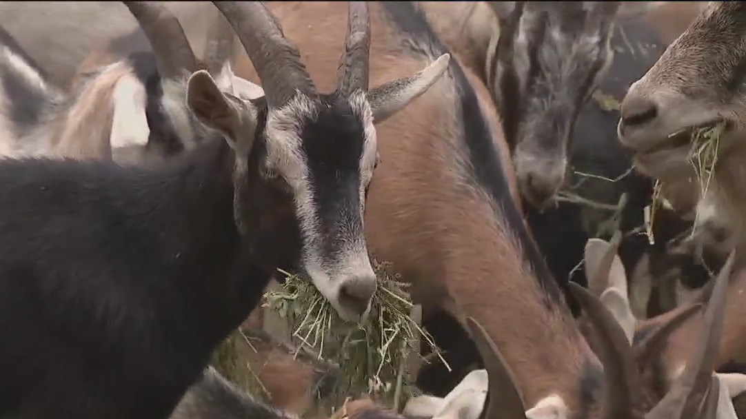 A dozen wildfire-mitigation goats and sheep mysteriously died on the job in the North Bay, but why?