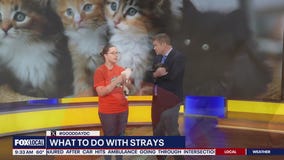 What to do with Strays