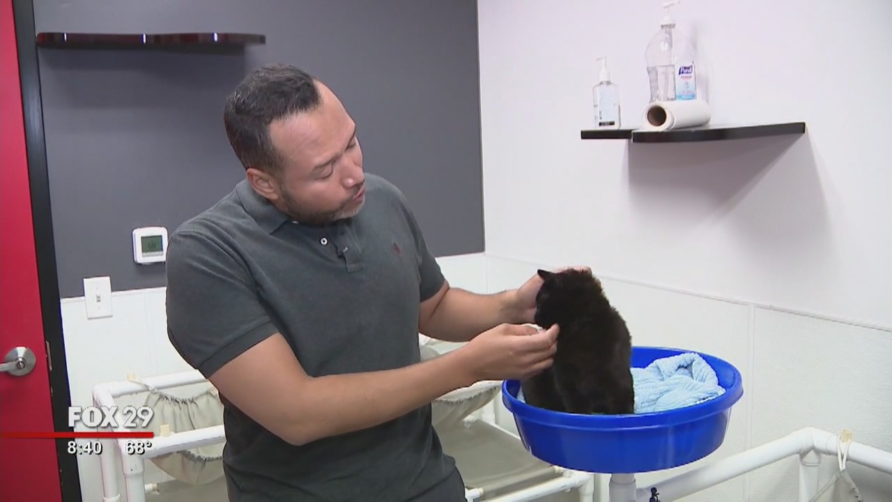 Dogs, cats search for furever homes at Brandywine SPCA