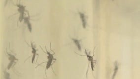Mosquito prevention tips