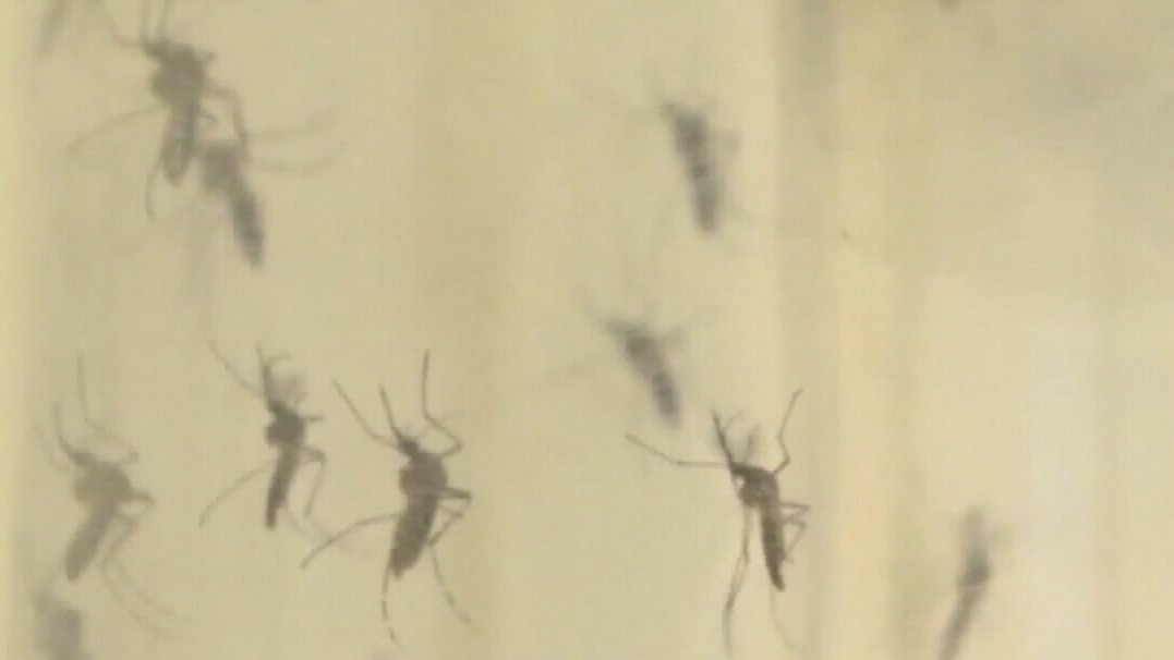 Mosquito prevention tips