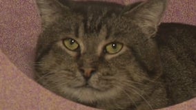 Brookfield cat hoarding, 73 need new homes