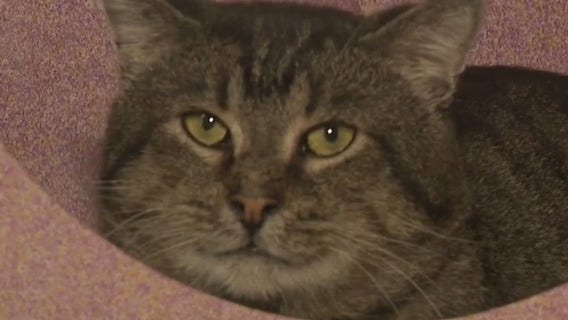 Brookfield cat hoarding, 73 need new homes