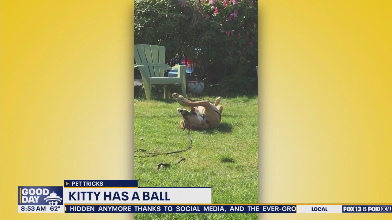 Pet Tricks for Wednesday, August 20