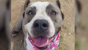 Pet of the Weekend: Pancake