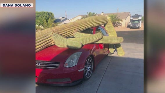 Toppled cactus appears to 'hug' car following storm in northwestern Arizona