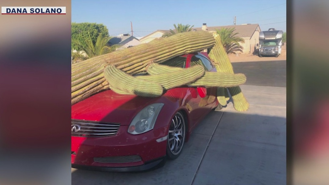 Toppled cactus appears to 'hug' car following storm in northwestern Arizona