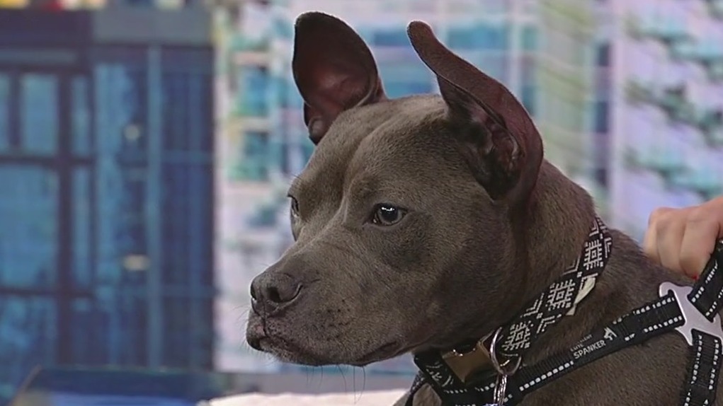 Meet Juicy Couture: Our Pet of the Day