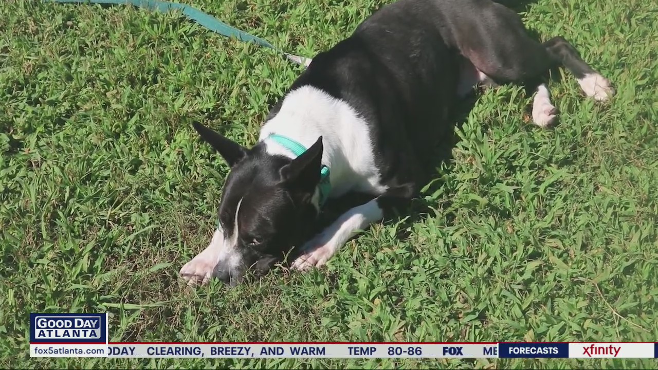 Pet of the Day from the Humane Society of Northeast Georgia
