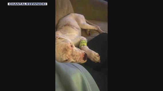 Detroit pitbull being treated after owner admits to stabbing the dog