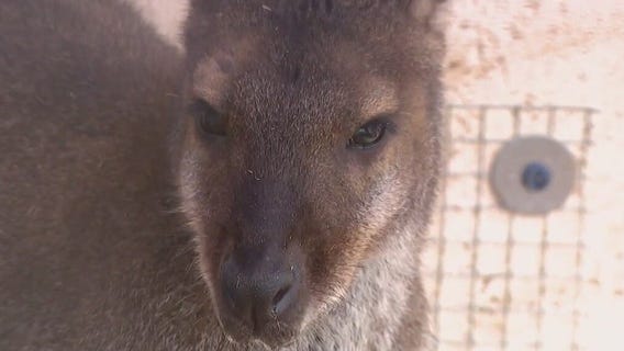 Update on 2 rescued wallabies in Maricopa County