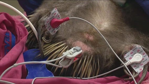 Caring for animals at Brookfield Zoo