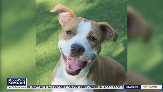 Pet of the Day from the Humane Society of Northeast Georgia