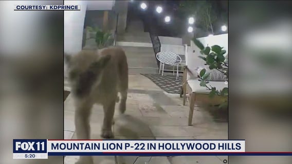 Mountain lion P-22 spotted in Hollywood Hills