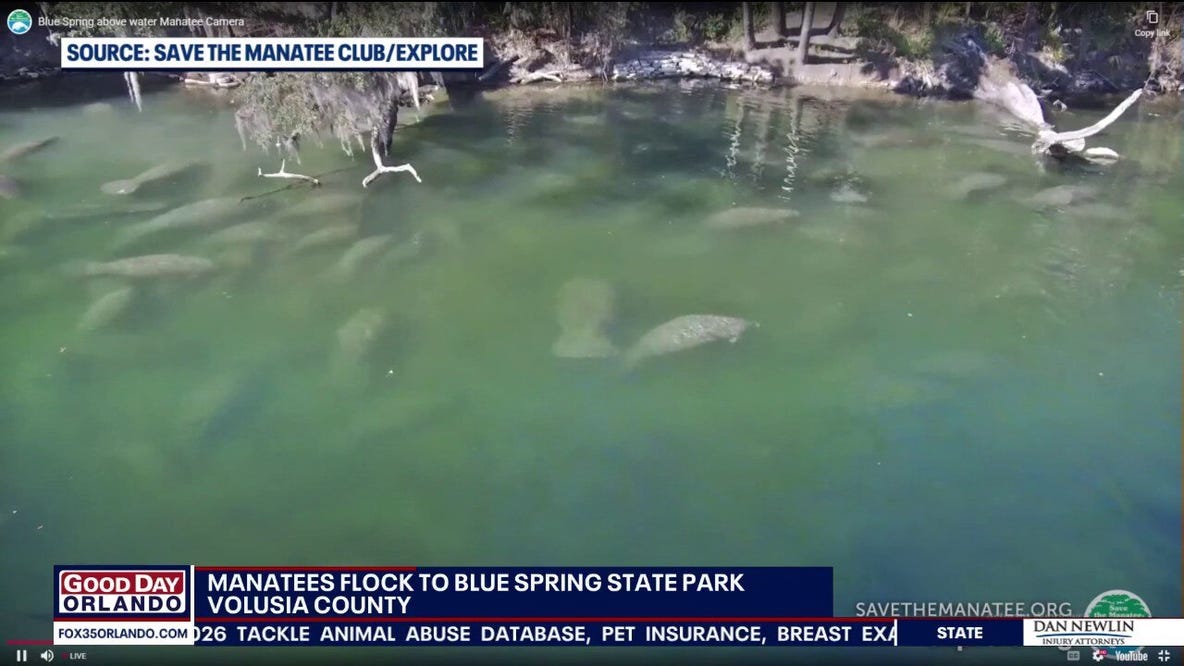 Manatees flock to Blue Spring State Park