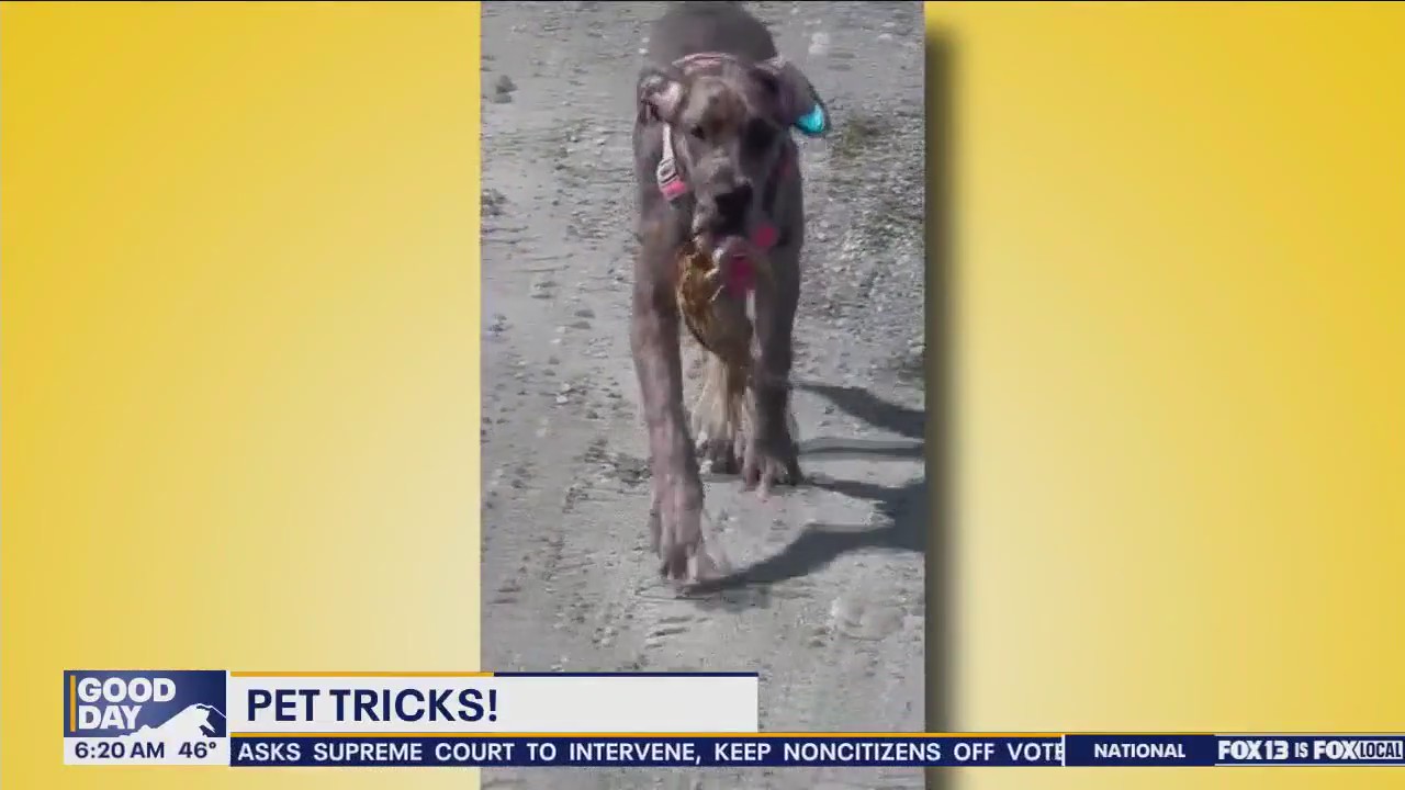 Pet Tricks for Tuesday, October 29