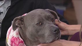 Meet Opalcunopal: Our Pet of the Day