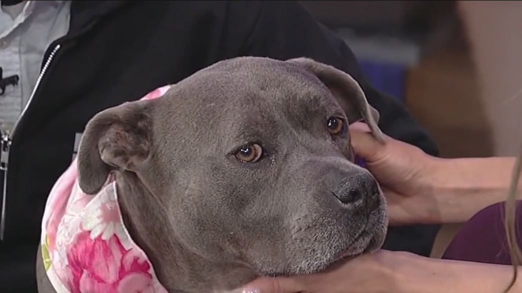 Meet Opalcunopal: Our Pet of the Day