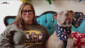 One Tail at a Time hosts Late Night Adoption next week