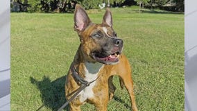 Adopt Samoa at Texas Humane Heroes!