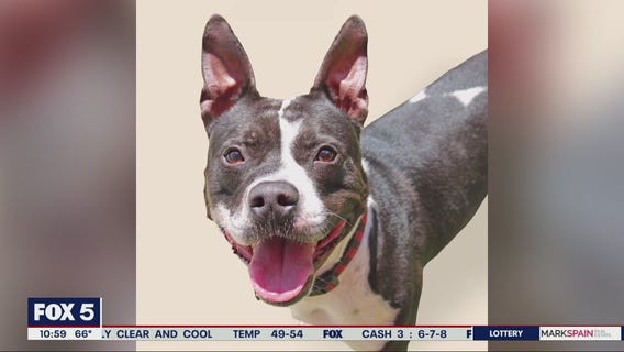 Pet of the Day from the Humane Society of Northeast Georgia