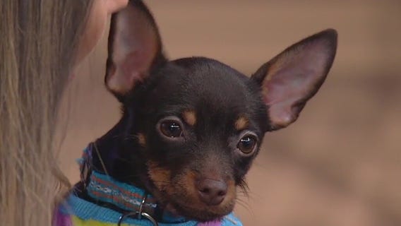 Meet Silent Bob: Our Pet of the Day