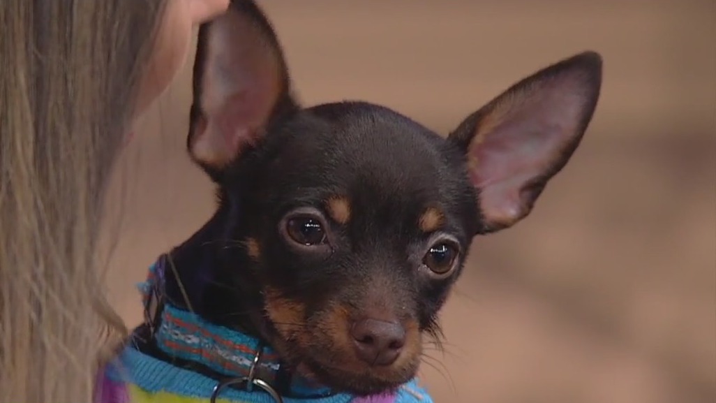 Meet Silent Bob: Our Pet of the Day