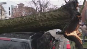 High winds in Chicago area cause roof damage, trees falling on vehicles