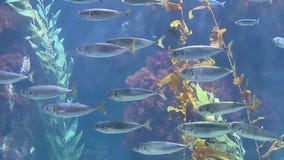 'Stars of the Sea' at Aquarium of the Pacific