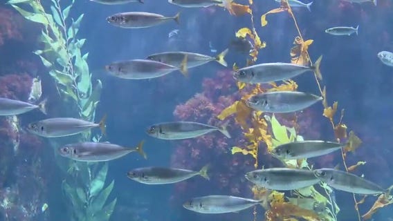 'Stars of the Sea' at Aquarium of the Pacific