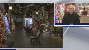 Checking in on the Parade of Trees